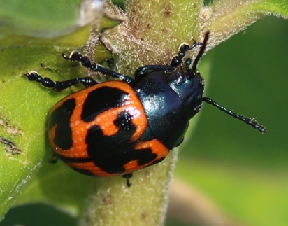 Swamp Milkweed Leaf Beetle
Labidomera clivicollis