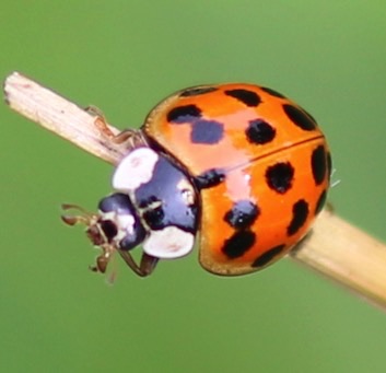 Multicolored Asian Ladybird Beetle
Harmonia axyridis