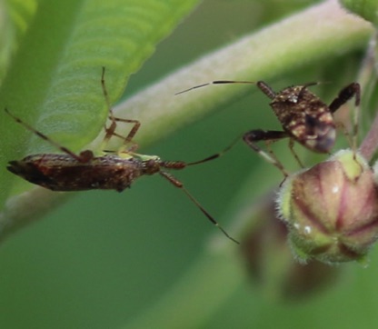 Clouded Plant Bug
Neurocolpus nubilous