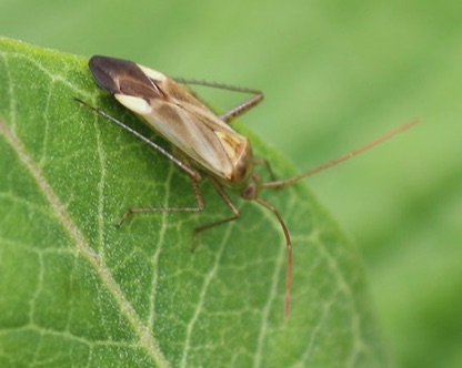 Alfalfa Plant Bug
Adelphocoris lineolatus