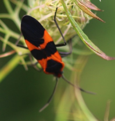 Large Milkweed Bug
Oncopeltus fasciatus