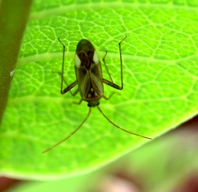 Alfalfa Plant Bug
Adelphocoris lineolatus