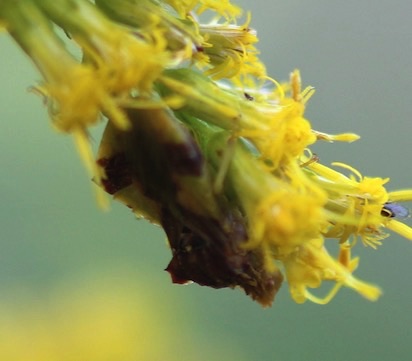 Jagged Ambush Bug
Phymata Genus  (Predator)