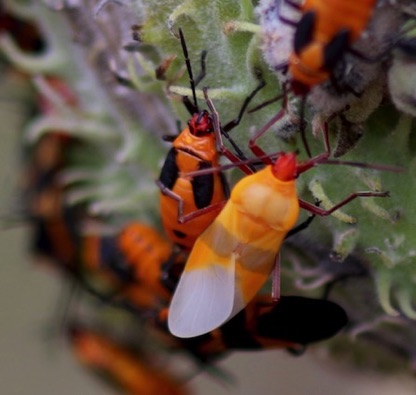 Juvenile Large Milkweed Bug
Oncopeltus fasciatus