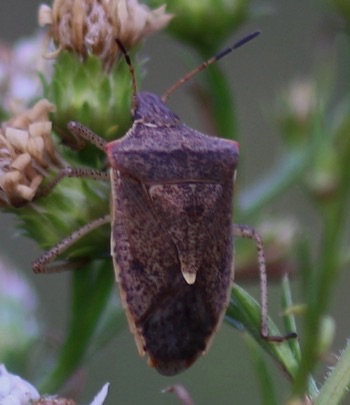 Dusky Stink Bug
Euschistus tristigmus