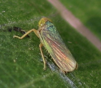 Leafhopper
Coelidia floridana