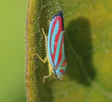 Red-banded Leafhopper
Graphocephala coccinea