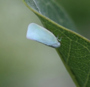 Flatted Planthopper
Anormenis chloris