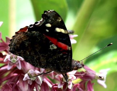 Red Admiral
Vanessa atalanta