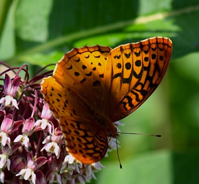 Great Spangled Fritillary Butterfly
Speyeria cybele