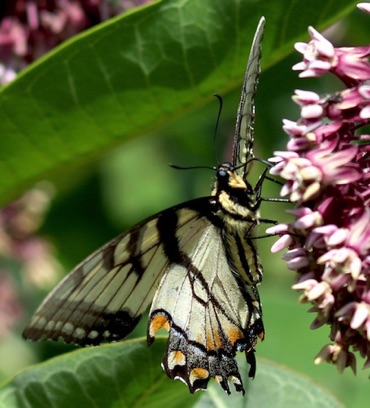 Tiger Swallowtail
Papilio rutulus