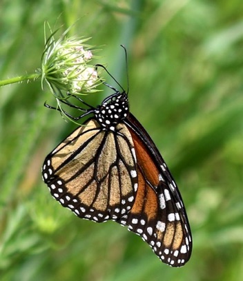 Monarch
Danauys plexippus