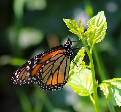 Monarch
Danauys plexippus