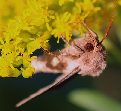 Unknown Moth