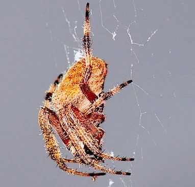 Spotted Orb Weaver
Neoscona crucifers