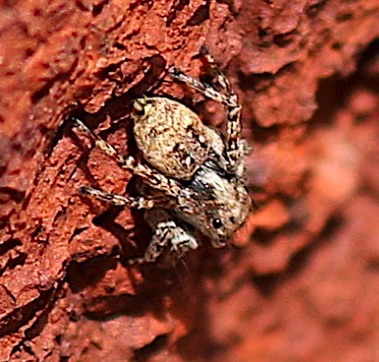 Jumping Spider
Naphrys pulled