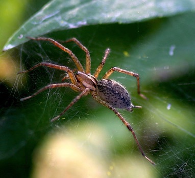 Grass Spider
Agelenopsis Genus