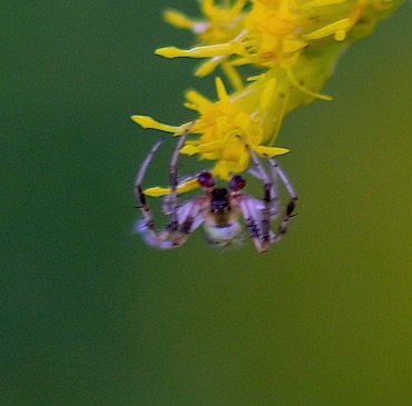 Very Small Spider
2 mm