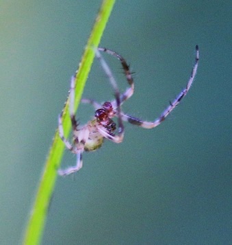 Very Small Spider
2 mm