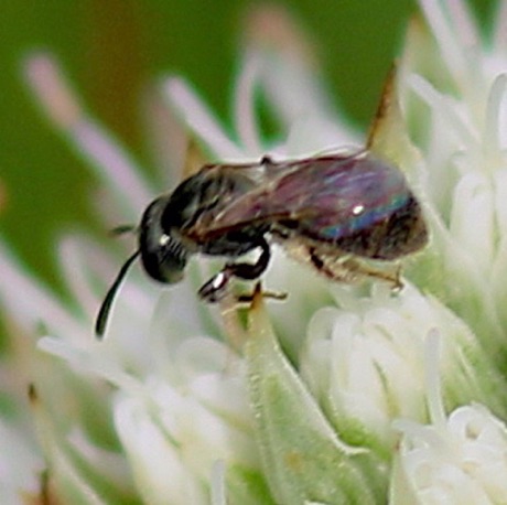 Small Carpenter Bee