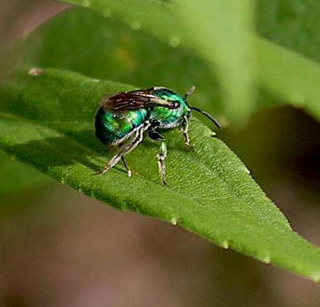 Green Metallic Bee