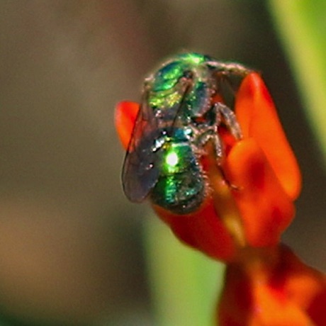 Green Metallic Bee