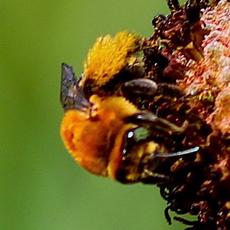 Dark-veined Long-horned bee