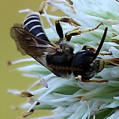 Mining bee - Lasioglossum?