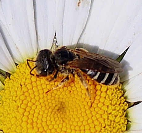 Mining bee