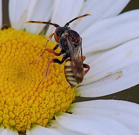 Imbricate Nomad bee