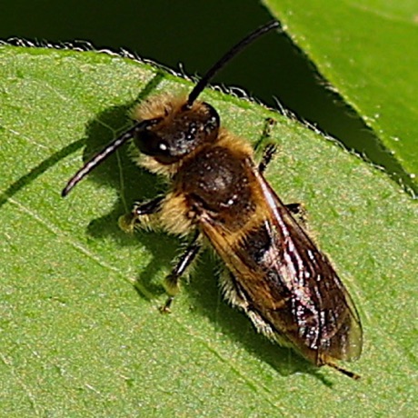 Long-horned Bee, True Melissodes bee