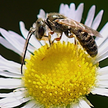 Parallel Furrow bee