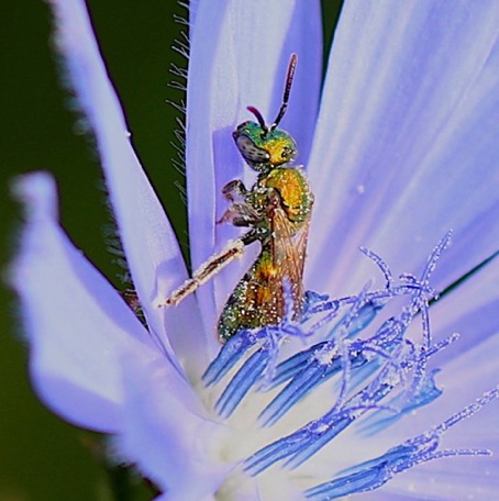 Golden Green Metallic bee