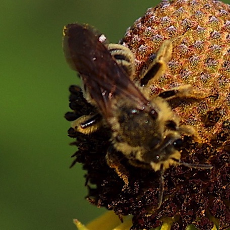 Andrena Mining bee