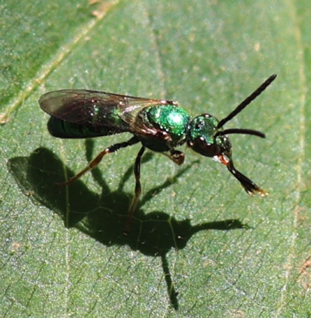 Green Metallic bee showing his tongue