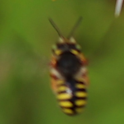 Oblong Wool-carder bee