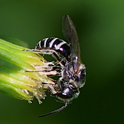 Nasoni Andrena bee