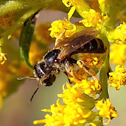 Andrena Mining bee