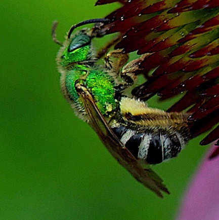 Bicolored Striped-sweat bee