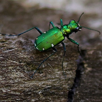 Six-spotted Tiger Beetle