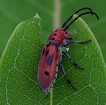 Red Milkweed