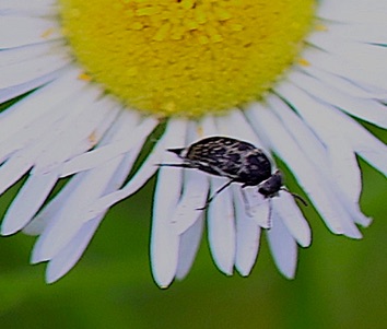 Tumbling Flower Beetle