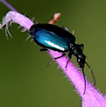 Ground Beetle