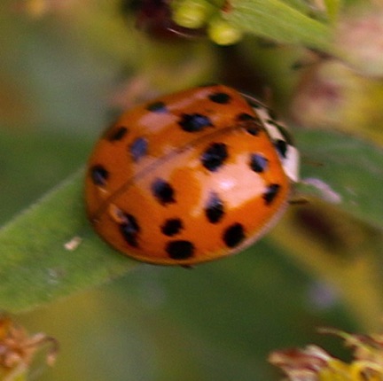 Multicolored Asian Ladybird (Alien)