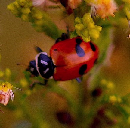 Glacial Ladybird