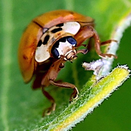 Multicolored Asian Ladybird