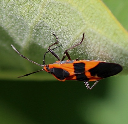 Large Milkweed Bug