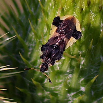 Ambush Bug