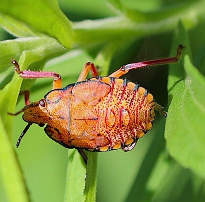 Immature Stinkbug