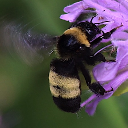 Black and Gold Bumble Bee